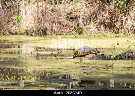 Eine Gelbe Belly Slider Turtle sonnt sich auf einem Baumstamm in einem Sümpf von South Carolina mit Pflanzen, die bei Tageslicht aus dem Wasser schnuppern. Stockfoto