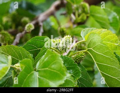 Weiße Maulbeere reift auf dem Zweig, leichtes Bokeh. Stockfoto