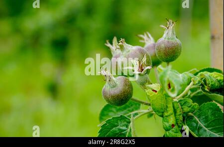 Junge Obstäpfel wachsen auf einem Baum im Garten. Junge Apfelknospen, Primordium. Junger Apfel auf der Fruchtbühne. Stockfoto