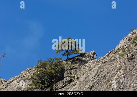 Berge und europäische schwarze Kiefern (Pinus nigra), Sierra de Cazorla, Segura y Las Villas Nationalpark, Jaen, Andalusien, Schwarze Kiefer, Spanien Stockfoto