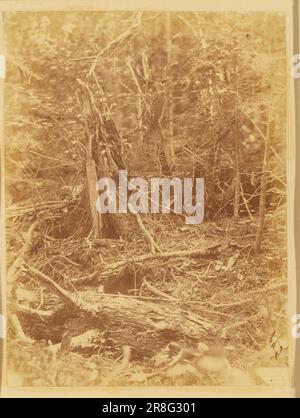 Unbenannt aus dem Portfolio The Forest: Adirondack Woods 1859 von William James Stillman, geboren in Schenectady, NY 1828, gestorben in Surrey, England 1901 Stockfoto