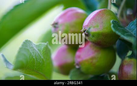 Junge Obstäpfel wachsen auf einem Baum im Garten. Junge Apfelknospen, Primordium. Junger Apfel auf der Fruchtbühne. Stockfoto