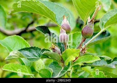 Junge Obstäpfel wachsen auf einem Baum im Garten. Junge Apfelknospen, Primordium. Junger Apfel auf der Fruchtbühne. Stockfoto