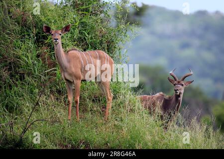 Großkudus (Tragelaphus strepsiceros), Paar, Kruger-Nationalpark, Südafrika Stockfoto