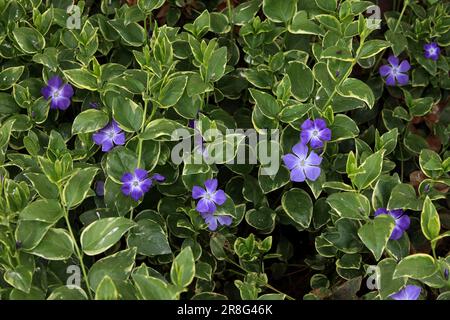 Bigleaf Periwinkle (Vinca Major) Stockfoto