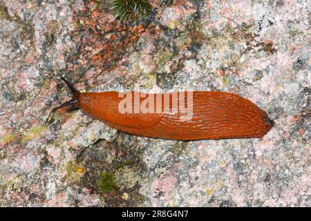 Spanische Schnecke (Arion lusitanicus), Schleswig-Holstein, portugiesische Schnecke, freistehend, Deutschland Stockfoto