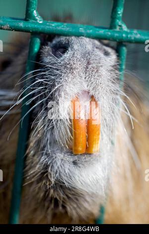 Nutria (Myocastor coypus), Zähne, Coypu, Käfig Stockfoto