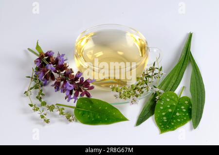 Tasse Kräutertee mit Salbei, Thymian, Bänder- und Lungenkraut, Kräutertee, Hustentee Stockfoto