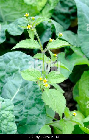 Kleinblütige Knopflocken, gewöhnliche Galinsoga, kleinblütiger franziskus (Galinsoga parviflora) Stockfoto