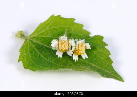 Kleinblütige Knopflocken, gewöhnliche Galinsoga, kleinblütiger franziskus (Galinsoga parviflora) Stockfoto