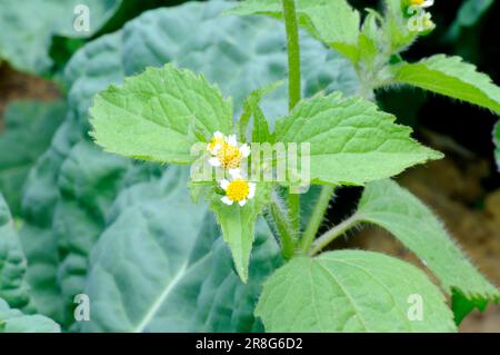 Kleinblütige Knopflocken, gewöhnliche Galinsoga, kleinblütiger franziskus (Galinsoga parviflora) Stockfoto