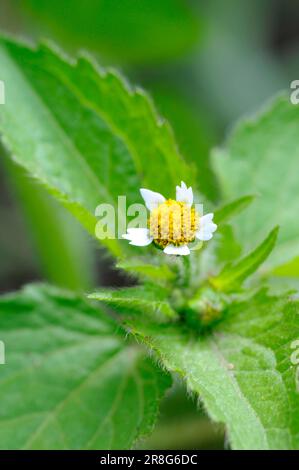 Kleinblütige Knopflocken, gewöhnliche Galinsoga, kleinblütiger franziskus (Galinsoga parviflora) Stockfoto