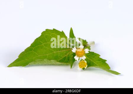 Kleinblütige Knopflocken, gewöhnliche Galinsoga, kleinblütiger franziskus (Galinsoga parviflora) Stockfoto