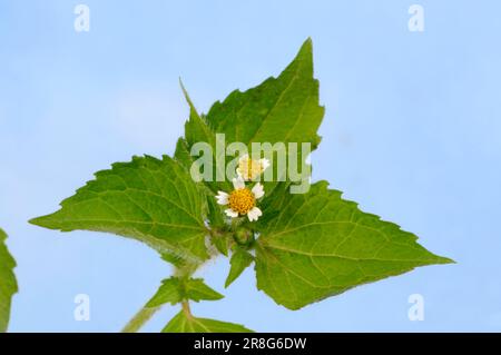 Kleinblütige Knopflocken, gewöhnliche Galinsoga, kleinblütiger franziskus (Galinsoga parviflora) Stockfoto