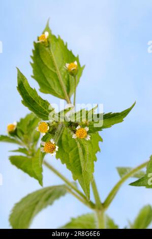 Kleinblütige Knopflocken, gewöhnliche Galinsoga, kleinblütiger franziskus (Galinsoga parviflora) Stockfoto