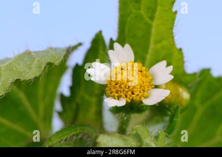 Kleinblütige Knopflocken, gewöhnliche Galinsoga, kleinblütiger franziskus (Galinsoga parviflora) Stockfoto