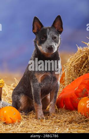 Australischer Rinderhund, Strohhalm, Kürbisse Stockfoto