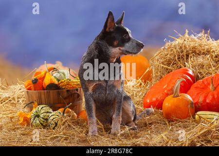 Australischer Rinderhund, Strohhalm, Kürbisse Stockfoto