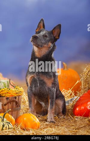 Australischer Rinderhund, Strohhalm, Kürbisse Stockfoto