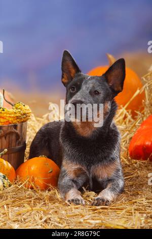 Australischer Rinderhund, Strohhalm, Kürbisse Stockfoto