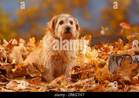 Norfolk Terrier, Herbstlaub Stockfoto