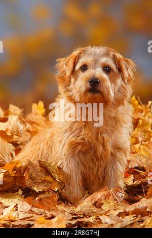 Norfolk Terrier, Herbstlaub Stockfoto