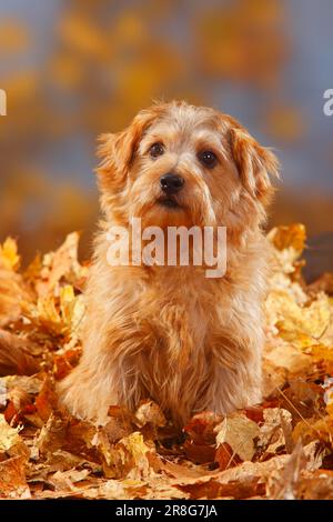 Norfolk Terrier, Herbstlaub Stockfoto