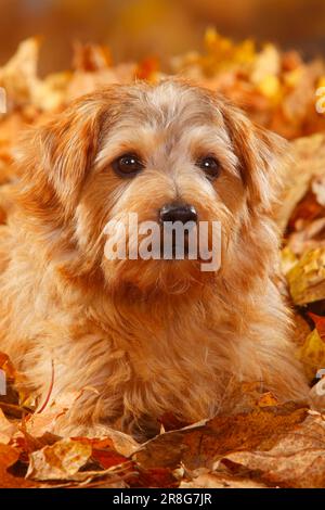 Norfolk Terrier, Herbstlaub Stockfoto