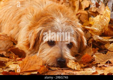 Norfolk Terrier, Herbstlaub Stockfoto