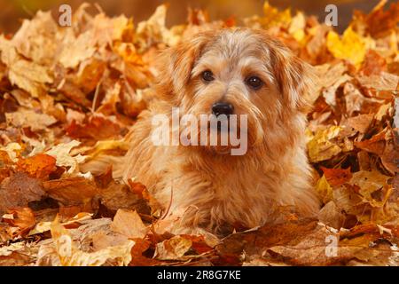 Norfolk Terrier, Herbstlaub Stockfoto