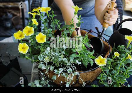 Junge Frau, die eine Kelle pflanzt, einen gemischten jährlichen Hängekorb oder einen Topf mit Blumen. Zu den Blüten gehören gelbe und schwarze Petunien mit Dichondra. Stockfoto