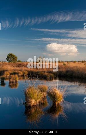 Teich, wiederbenetztes Moor, Rehdener Geestmoor, Niedersachsen, Deutschland Stockfoto