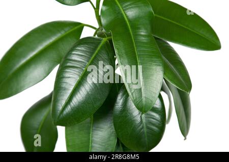 Ficus elastica, Zimmerpflanze, hinterlässt Nahaufnahmen auf weißem Hintergrund Stockfoto