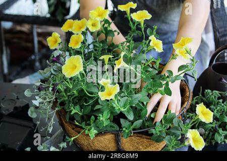 Junge Frau pflanzt einen gemischten jährlichen Hängekorb oder einen Topf voller Blumen. Zu den Blüten gehören gelbe und schwarze Petunien mit Dichondra. Stockfoto