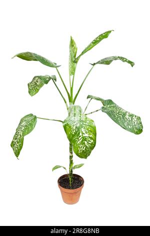 Dieffenbachia-Pflanze, Hauspflanze in einem Topf auf weißem Hintergrund Stockfoto