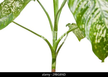 Dieffenbachia-Pflanze, Hauspflanze isoliert auf weißem Hintergrund, Nahaufnahme Stockfoto