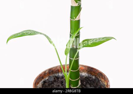 Dieffenbachia-Pflanze, Hauspflanze in einem Topf auf weißem Hintergrund Stockfoto