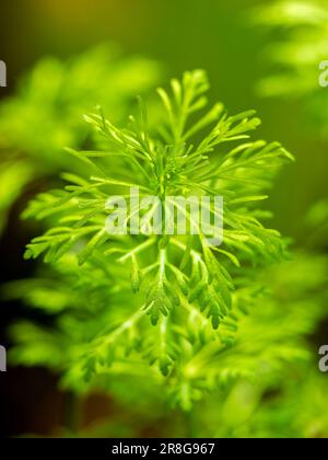 Selektiver Fokus von Zwerg ambulia (Limnophila sessiliflora) isoliert auf einem Fischbecken mit verschwommenem Hintergrund - Makronahaufnahme Stockfoto