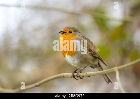 Nahaufnahme eines wilden britischen robinvogels (Erithacus rubecula), der draußen isoliert auf einem kleinen Zweig sitzt und singt, Schnabel offen. Kopieren Sie den Platz links vom Foto. Stockfoto