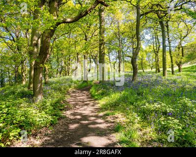 Ein Pfad durch Newton Wood, der zum Roseberry Topping führt. North Yorkshire, Großbritannien Stockfoto