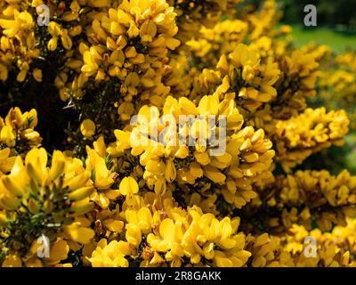 Nahaufnahme der gelben Blumen von Common Gorse. Stockfoto
