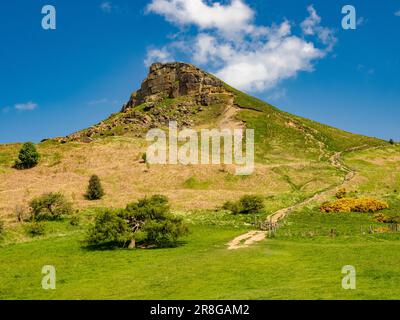 Die ikonische Form von Roseberry Topping mit einem alten Nadelbaum im Vordergrund. Stockfoto