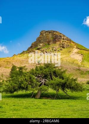 Die ikonische Form von Roseberry Topping mit einem alten Nadelbaum im Vordergrund. Stockfoto