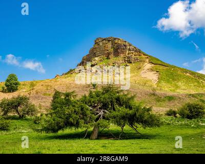 Die ikonische Form von Roseberry Topping mit einem alten Nadelbaum im Vordergrund. Stockfoto