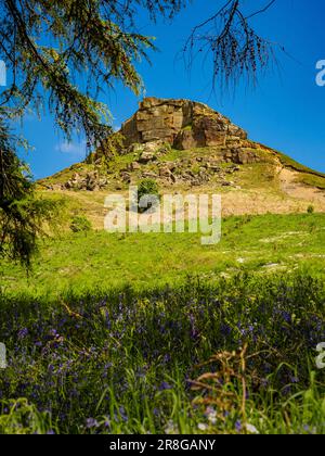 Roseberry Topping in Sonnenschein getaucht, eingerahmt von einem Nadelbaum, vor einem klaren blauen Himmel zu sehen. North Yorkshire. UK Stockfoto