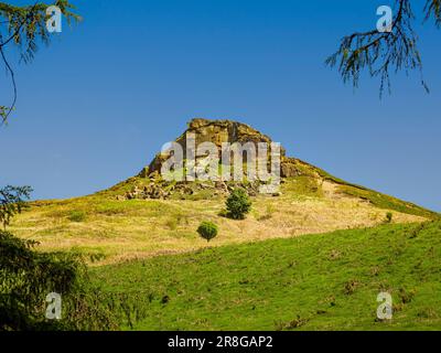 Roseberry Topping in Sonnenschein getaucht, eingerahmt von einem Nadelbaum, vor einem klaren blauen Himmel zu sehen. North Yorkshire. UK Stockfoto