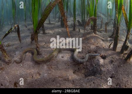 Eine Marineschlange, Acrochordus granulatus, gleitet über den schlammigen Meeresboden in einem indonesischen Seegrasbett. Die Art ist vollkommen aquatisch. Stockfoto