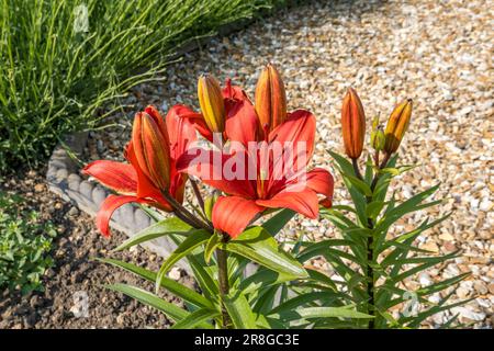 Feuere Lily in Blume Stockfoto