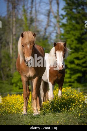 Zwei schöne junge isländische Stuten auf der Sommerweide Stockfoto