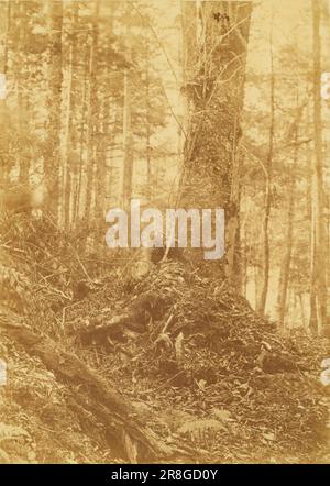 Unbenannt aus dem Portfolio The Forest: Adirondack Woods 1859 von William James Stillman, geboren in Schenectady, NY 1828, gestorben in Surrey, England 1901 Stockfoto